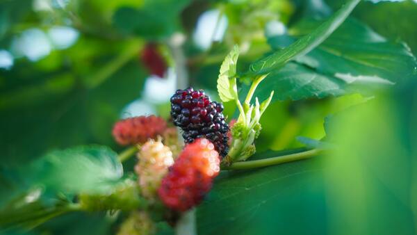 A colorful array of antioxidant-rich foods like berries, dark chocolate, leafy greens, and nuts.