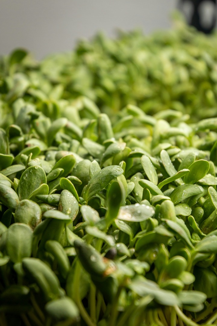 Fresh Microgreens